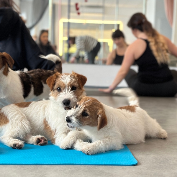 jack russell terrier