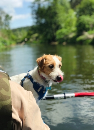 jack russell terrier