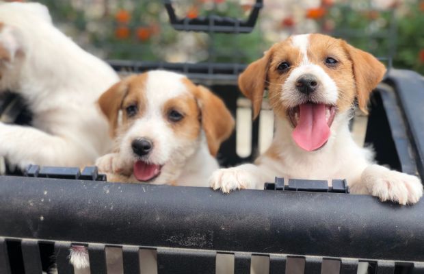 jack russell terrier