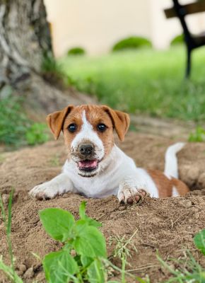 jack russell terrier