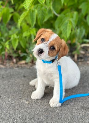 jack russell terrier