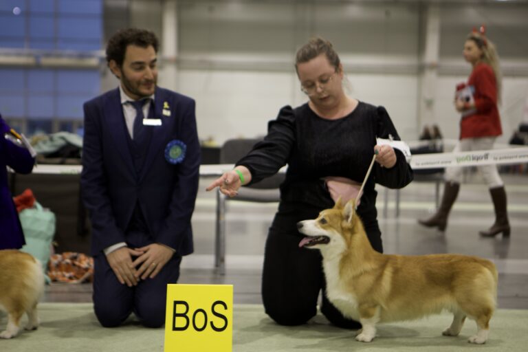 welsh corgi pembroke