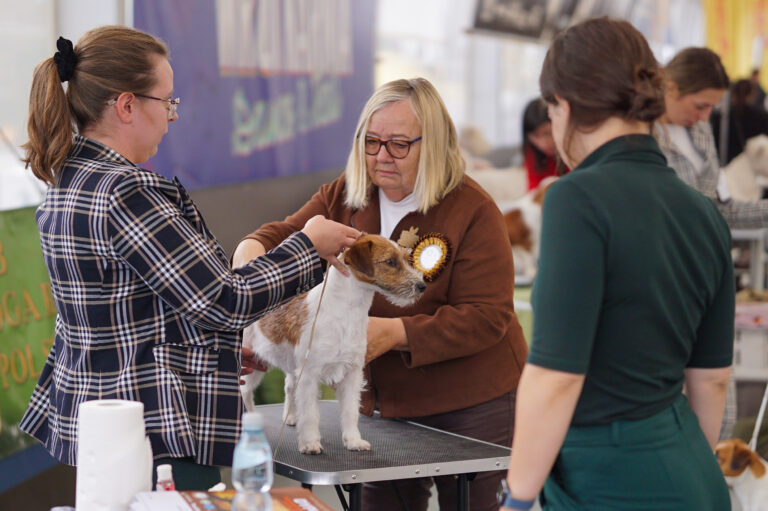 jack russell terrier reproduktor