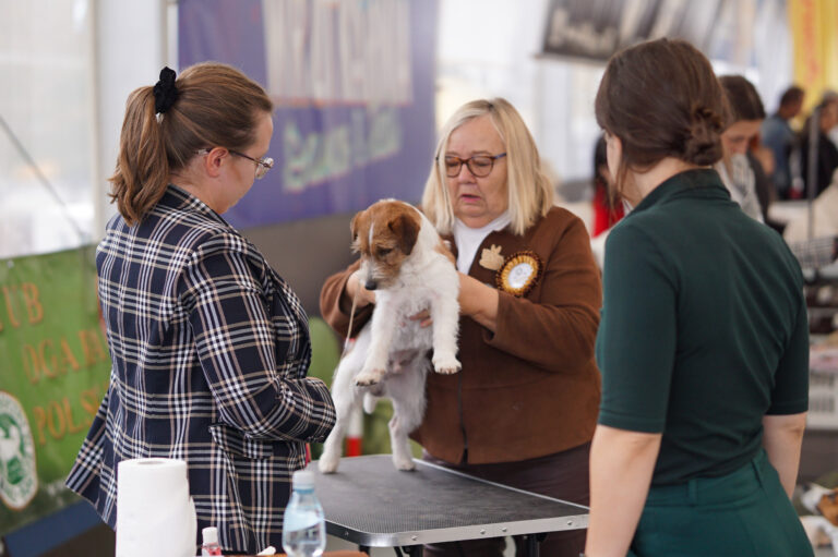 jack russell terrier reproduktor