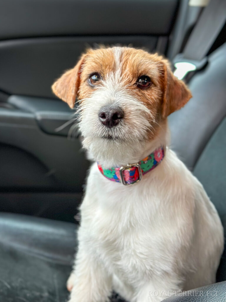 jack russell terrier