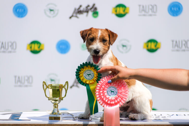 jack russell terrier reproduktor