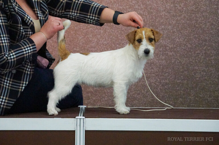 jack russell terrier