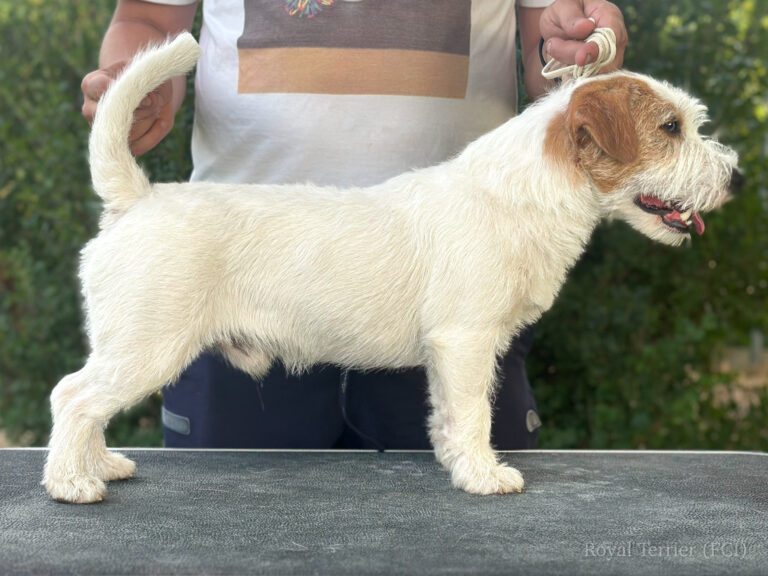 jack russell terrier