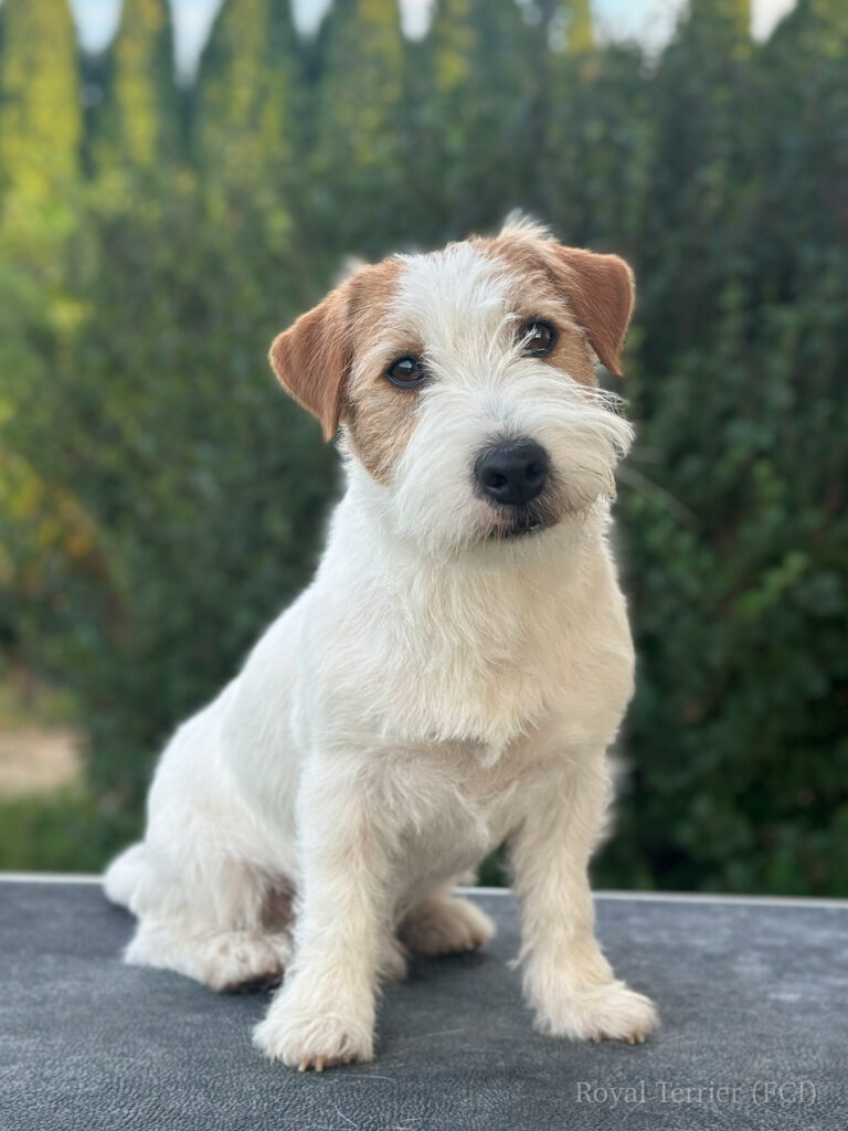 jack russell terrier