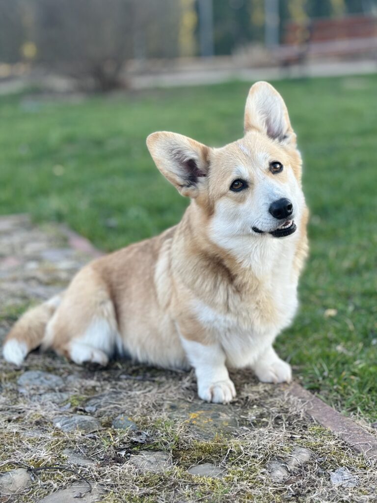 welsh corgi pembroke