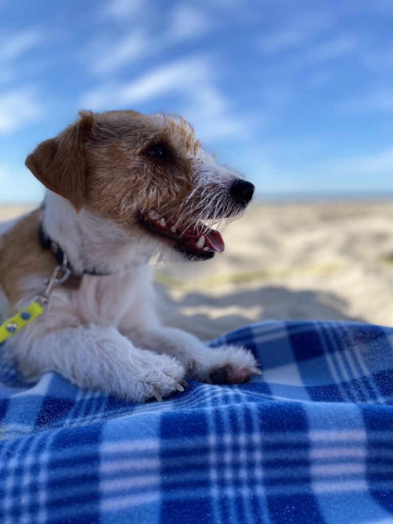 jack russell terrier