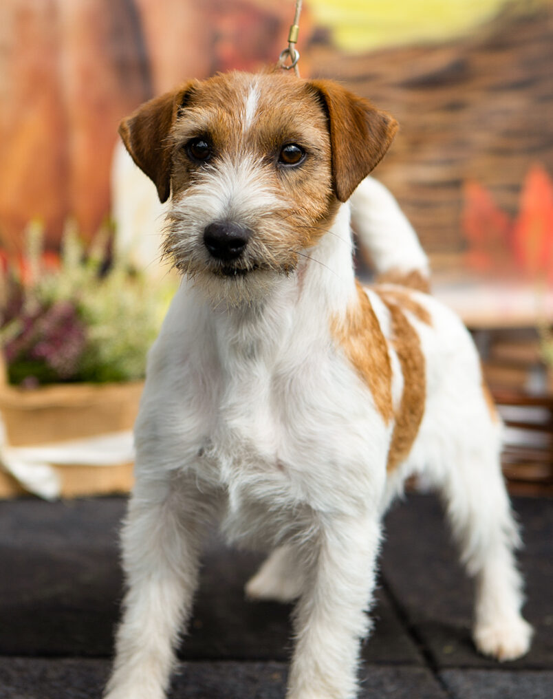 jack russell terrier