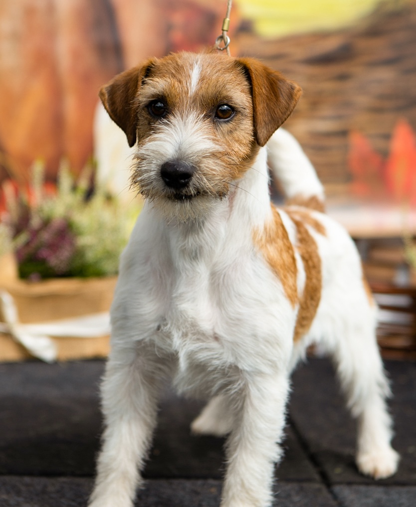 jack russell terrier