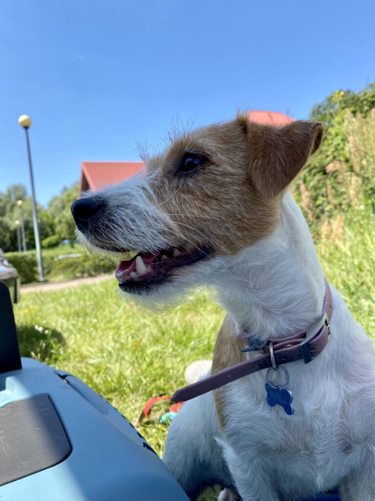 jack russell terrier