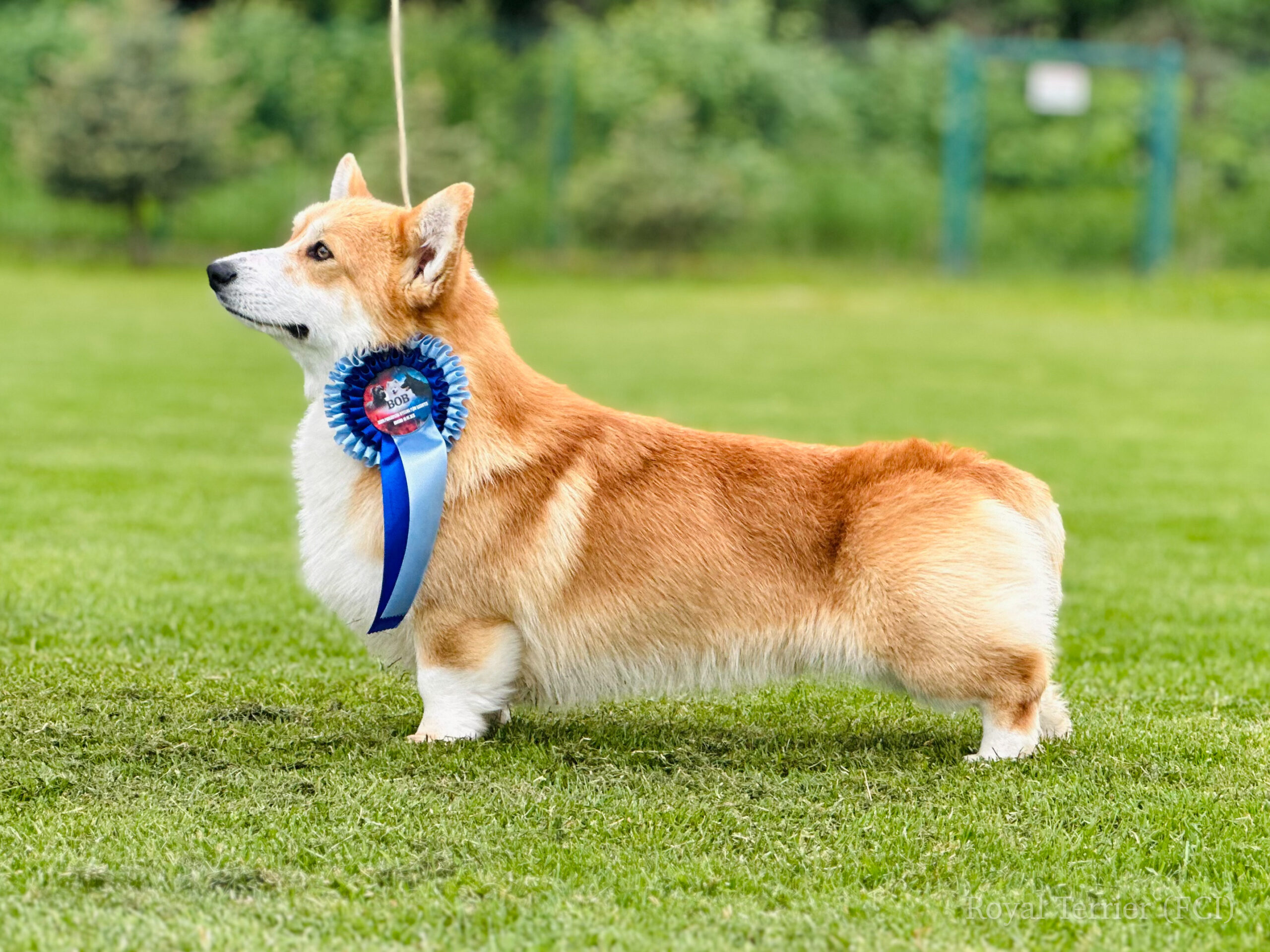 welsh corgi pembroke