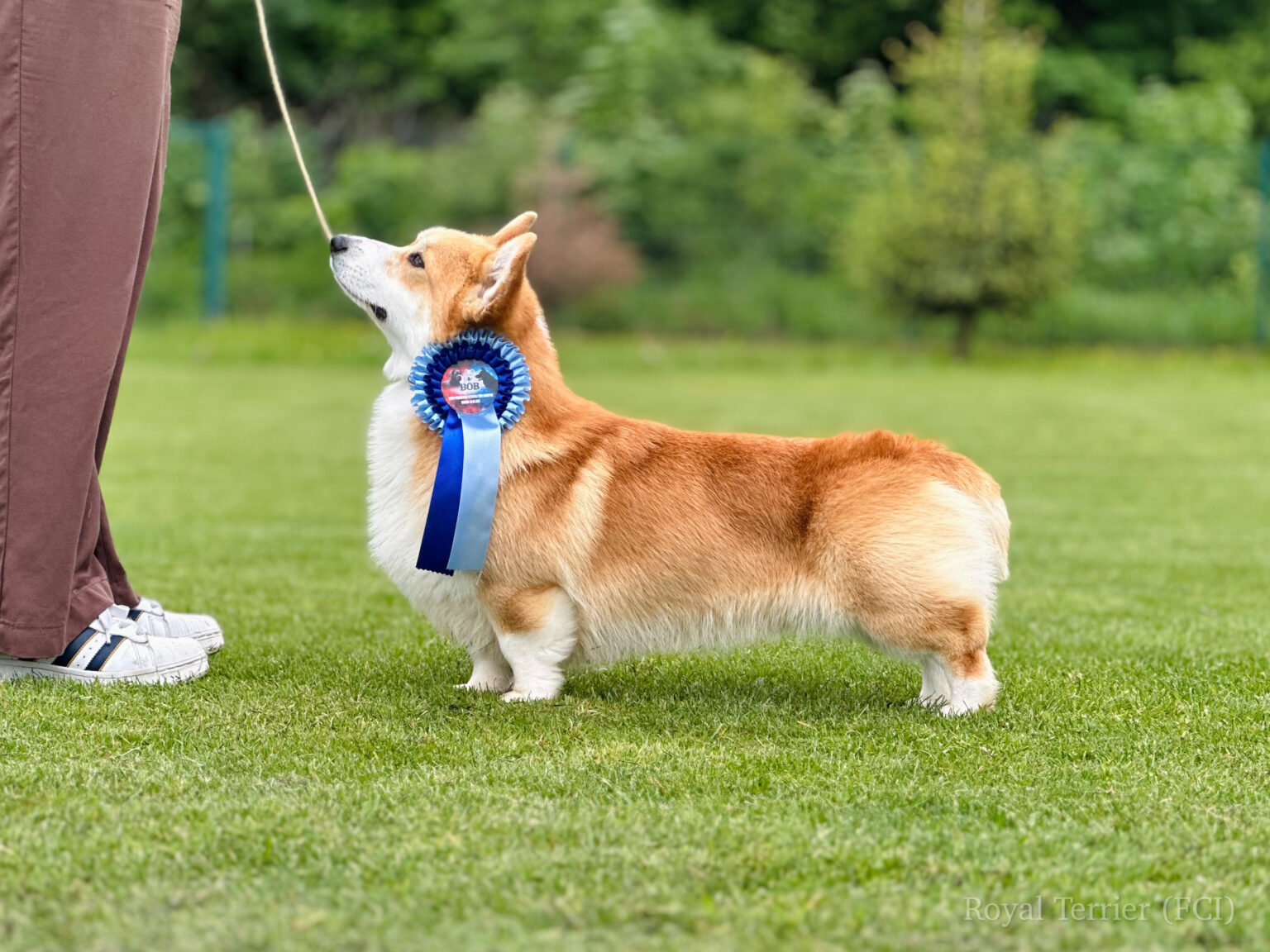 welsh corgi pembroke wzorzec rasy