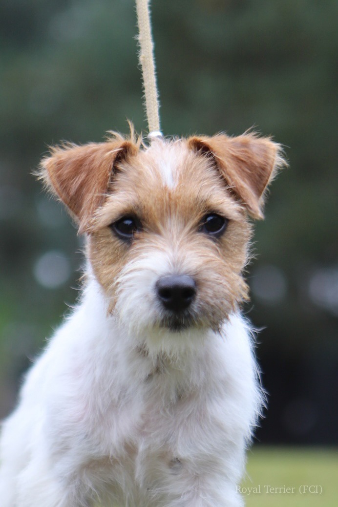 jack russell terrier