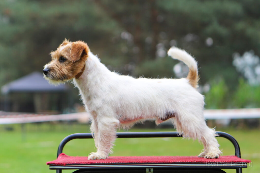 jack russell terrier