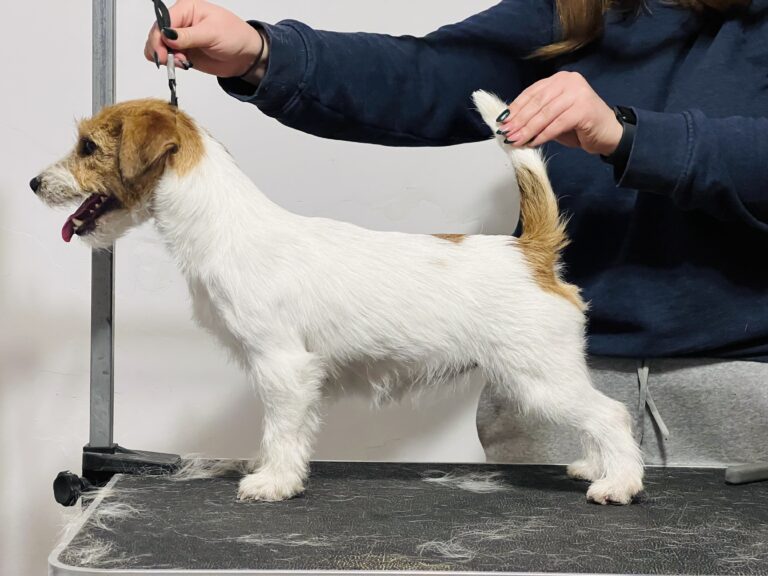 jack russell terrier