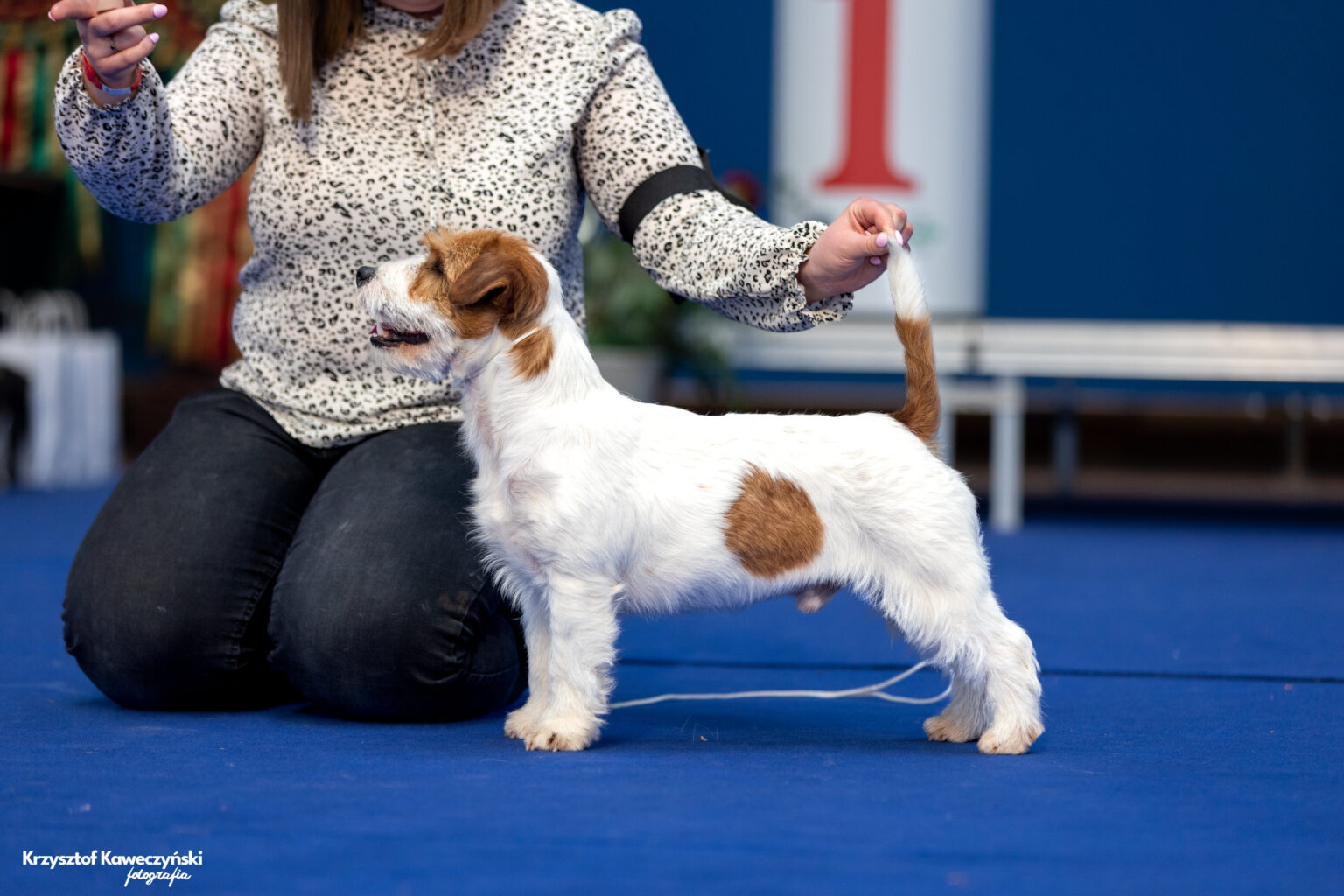jack russell terrier wzorzec rasy