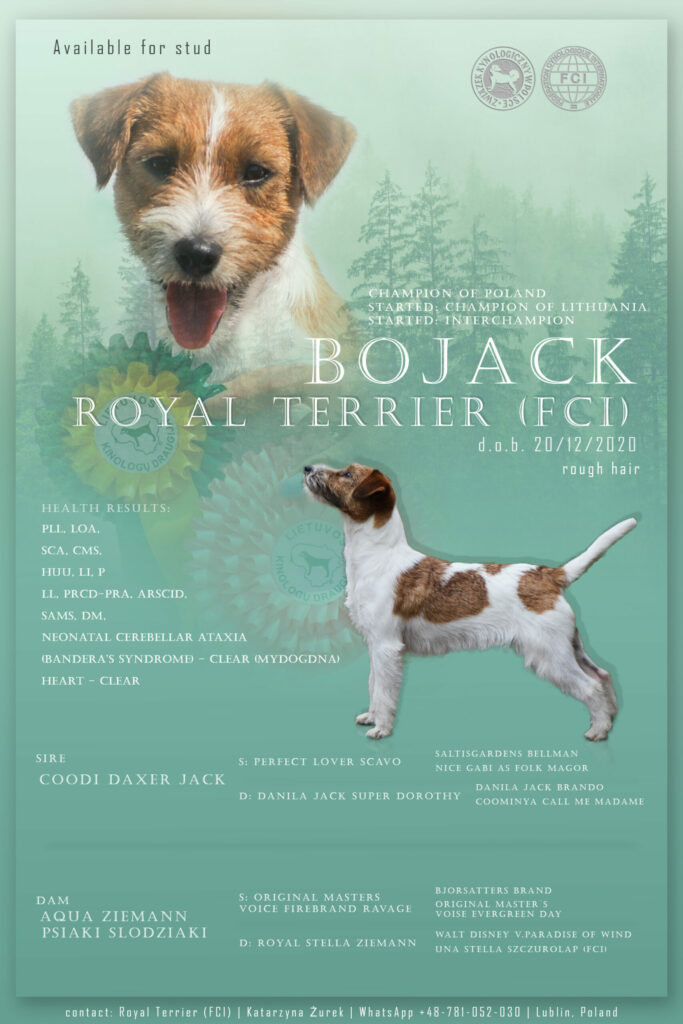 jack russell terrier