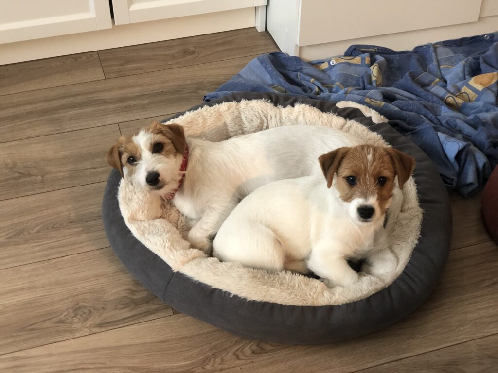 jack russell terrier