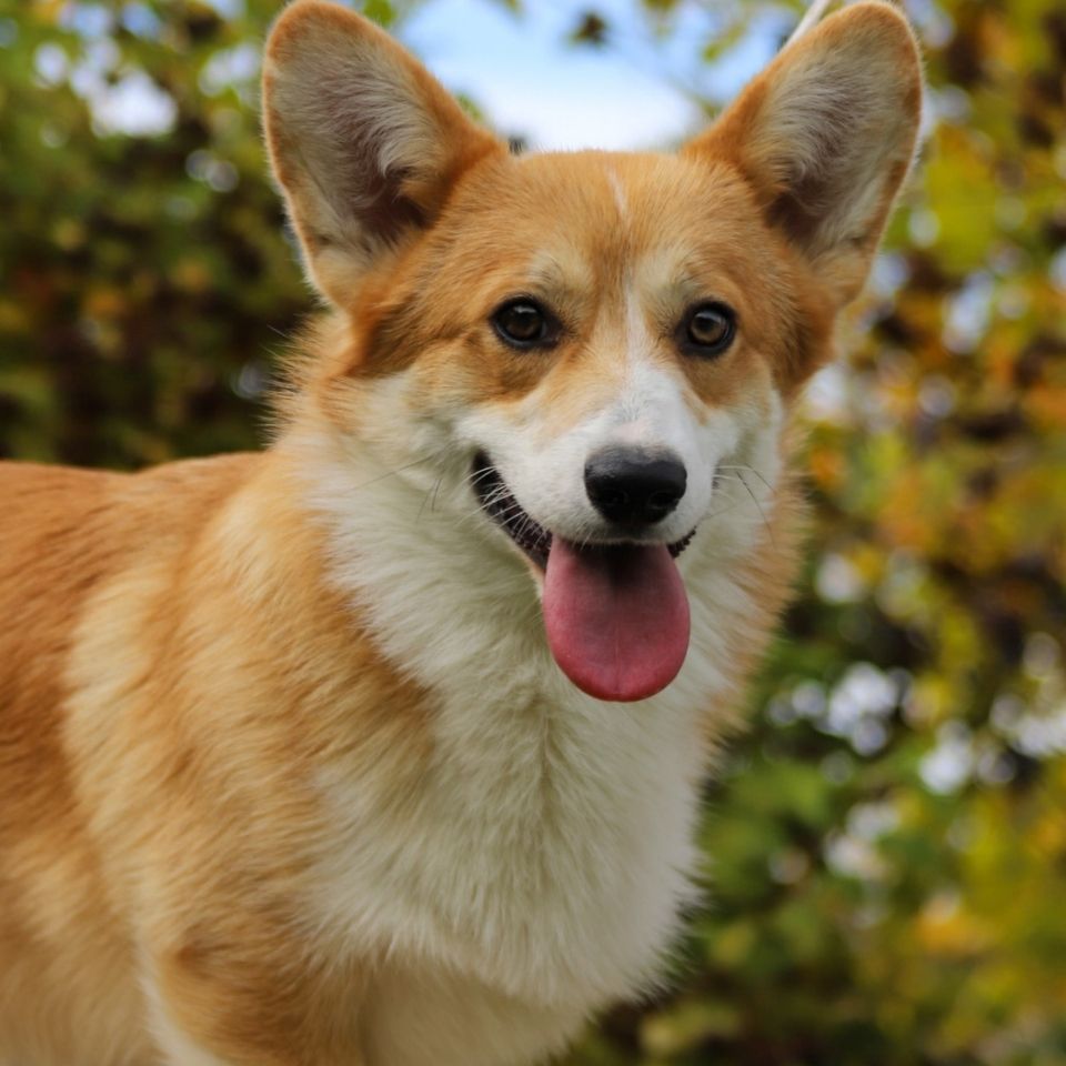 welsh corgi pembroke