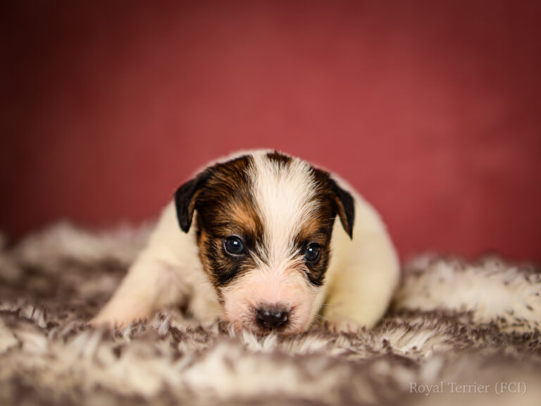 piesek szorstkowłosy Jack Russell terrier