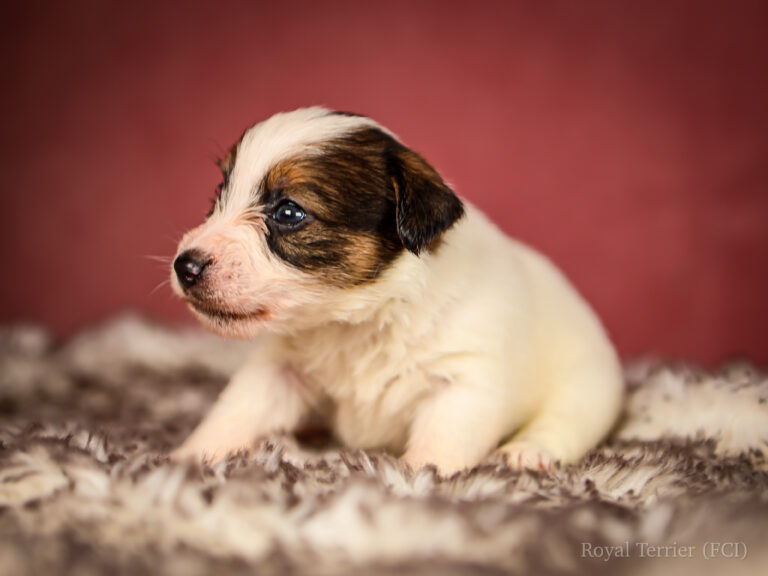 piesek szorstkowłosy Jack Russell terrier