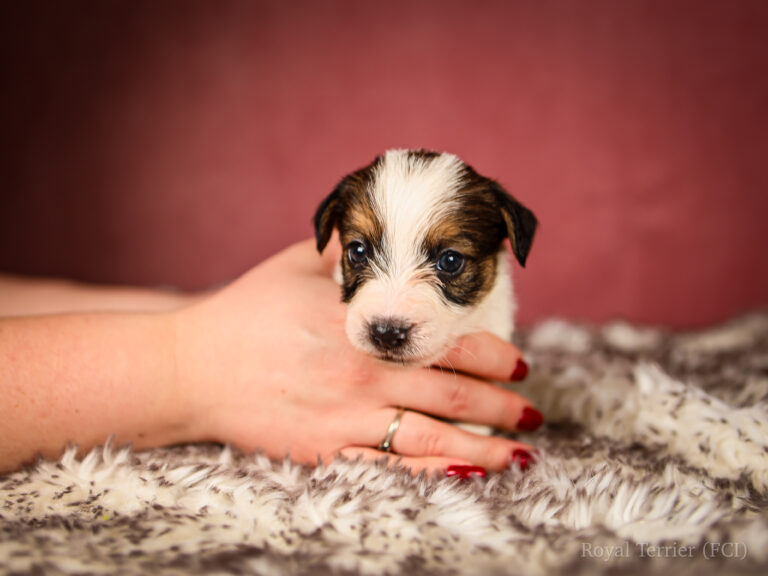 piesek szorstkowłosy Jack Russell terrier