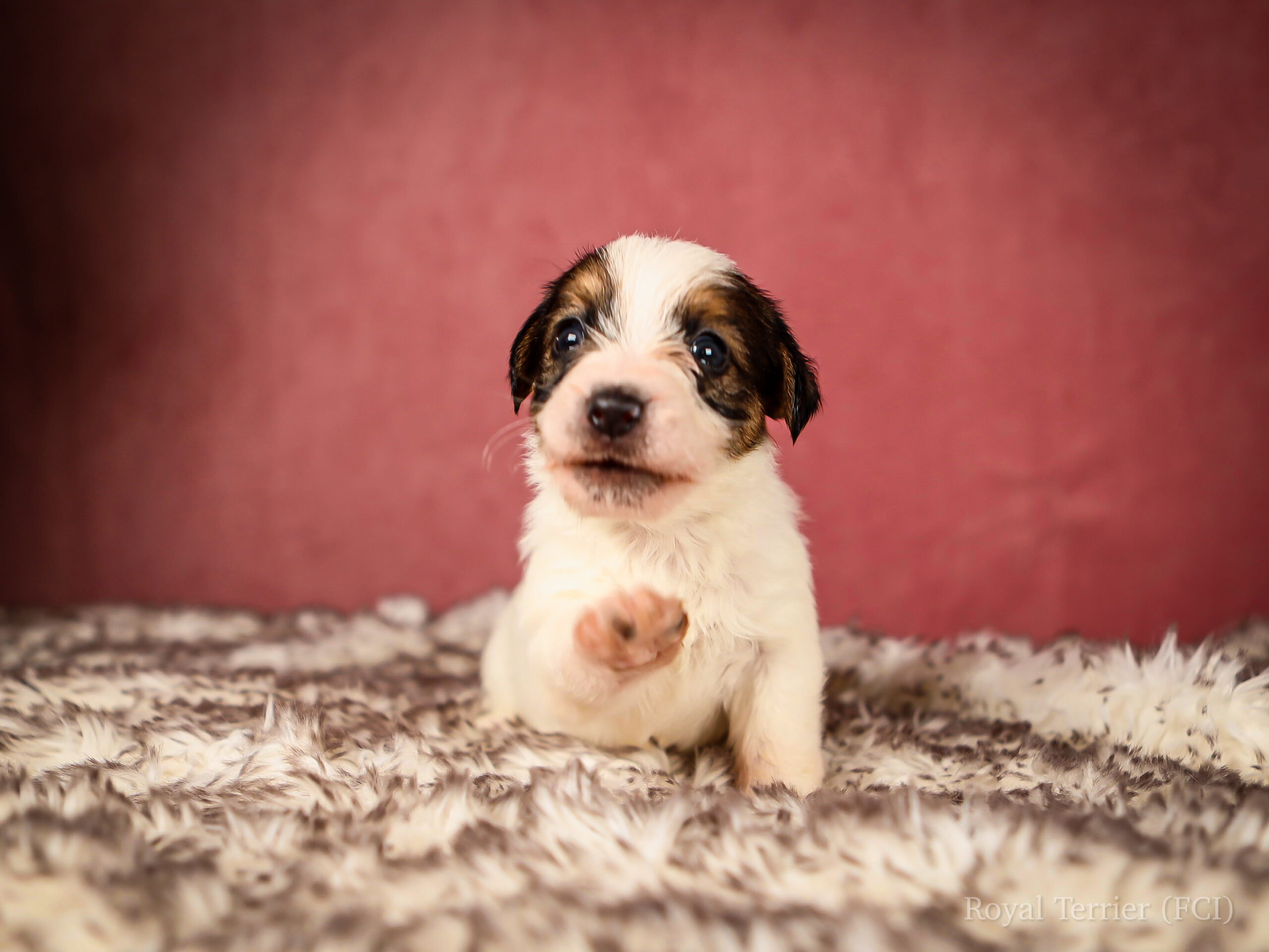 piesek szorstkowłosy Jack Russell terrier
