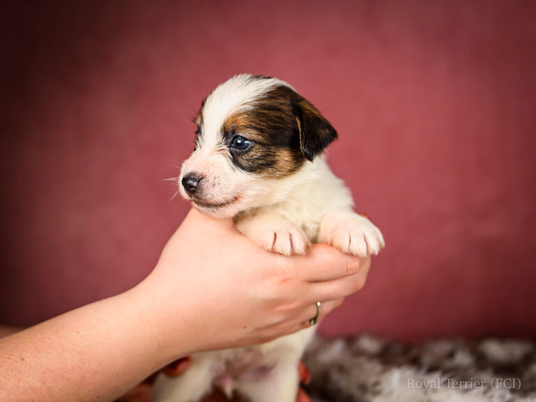piesek szorstkowłosy Jack Russell terrier
