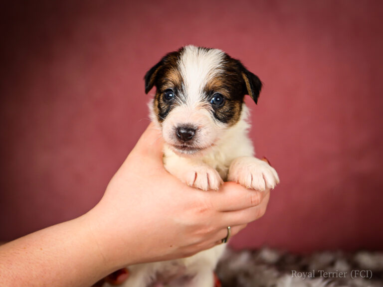 piesek szorstkowłosy Jack Russell terrier