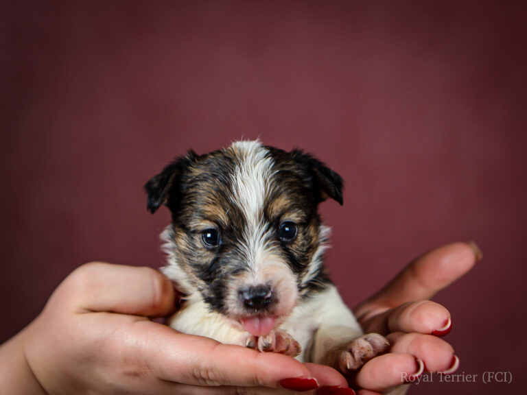 piesek szorstkowłosy Jack Russell terrier