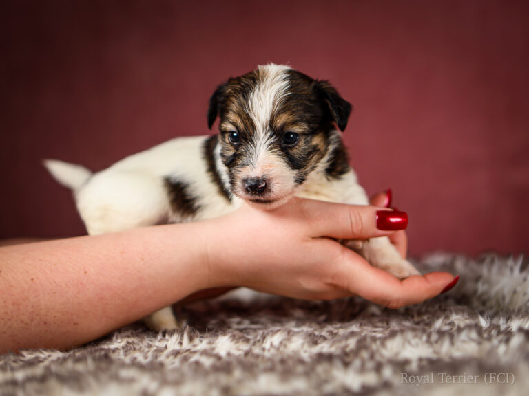 piesek szorstkowłosy Jack Russell terrier