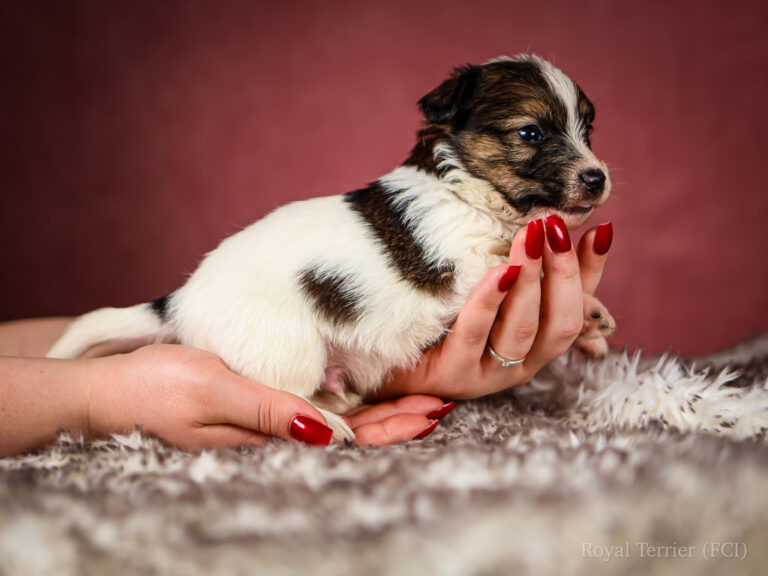 piesek szorstkowłosy Jack Russell terrier