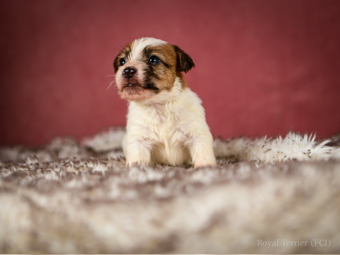 piesek szorstkowłosy Jack Russell terrier