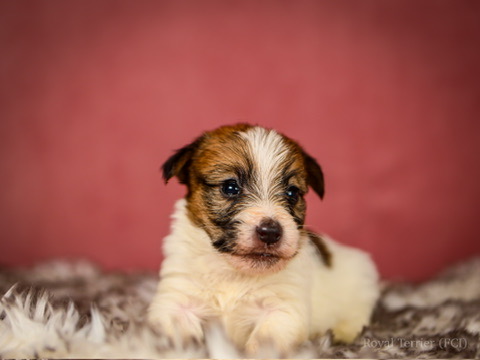 suczka szorstkowłosy Jack Russell terrier