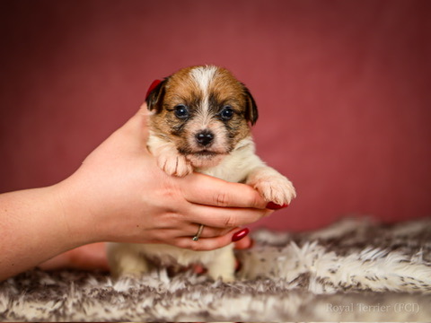 suczka szorstkowłosy Jack Russell terrier
