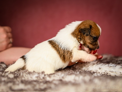 suczka szorstkowłosy Jack Russell terrier