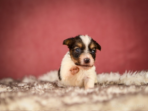 piesek szorstkowłosy Jack Russell terrier