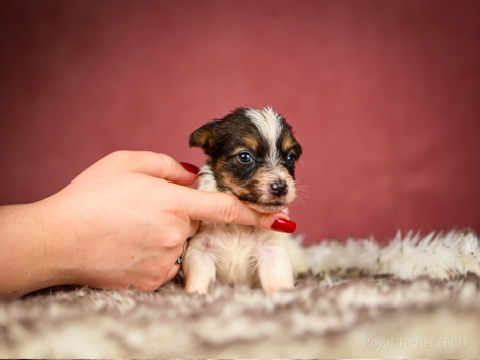 piesek szorstkowłosy Jack Russell terrier