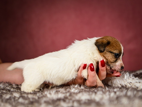 piesek szorstkowłosy Jack Russell terrier