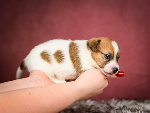 piesek szorstkowłosy Jack Russell terrier