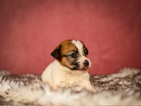 suczka szorstkowłosy Jack Russell terrier