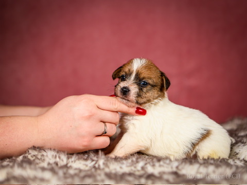suczka szorstkowłosy Jack Russell terrier