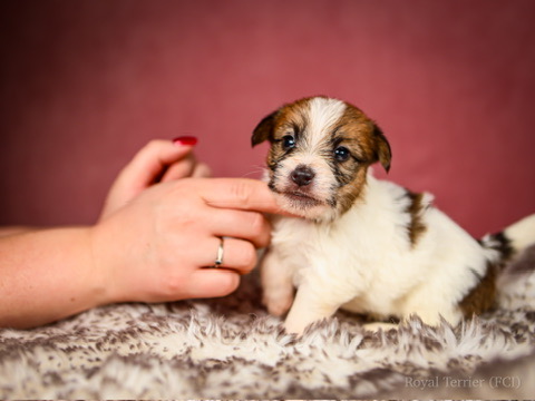 suczka szorstkowłosy Jack Russell terrier