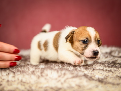 piesek szorstkowłosy Jack Russell terrier