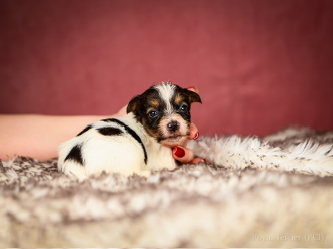 piesek szorstkowłosy Jack Russell terrier