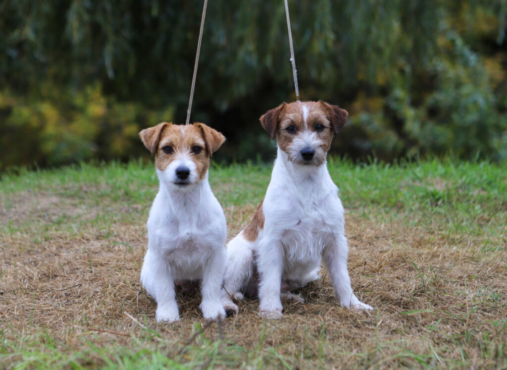 piesek szorstkowłosy Jack Russell terrier